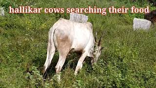 @agrianimals #hallikaar cows searching their food #youtube short#creativity#