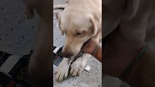 రాముకు నా మీద కోపం వస్తుంది😟#labrador #dogshorts #doglover #cutedog #cute #dog #pets