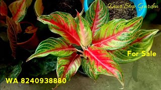 Aglaonema for Sale II All India Shipping II WA 8240938880