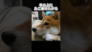 【柴犬あるある②】※柴犬以外にも割と当てはまるので誰でも楽しめます🥹 #柴犬あるある #柴犬 #shibainu