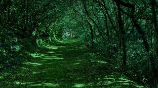 Into the Mystical Forest ||  Celtic Music @432 Hz || Nature Sounds || Magical Forest Music || Music