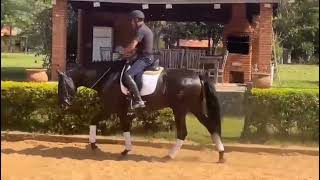 12 yr old 16h black Lusitano gelding schooling GP elements