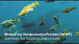 Ørsted og Verdensnaturfonden (WWF): Sammen for biodiversitet i havet