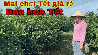 10/12 ☎️ Zalo 0966 569 508 👉gặp chị Lan 🌲Mai chơi Tết giá rẻ