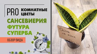 Растение Сансевиерия Футура Суперба  - тещин язык, щучий хвост и даже змеиная кожа