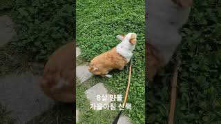 8살 양폴 가을아침 산책 #실외배변 #웰시코기 #welshcorgi