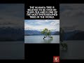 The Fascinating Story of the Wanaka Tree: The Most Photographed Tree in the World!