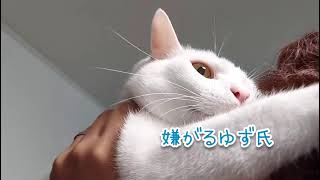 【猫吸い】パパが猫を吸う #shorts