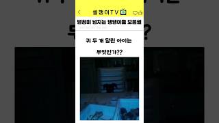 댕청미 넘치는 댕댕이들 모음ㅋㅋㅋ