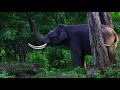 വയനാട്ടിൽ കണ്ടിരിക്കേണ്ട 10 സ്ഥലങ്ങൾ wayanad tourism