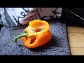 パプリカ丸ごとモルたちにあげてみた。i gave the whole orange belle pepper to the guinea pigs.sub