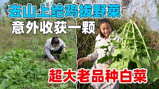 养的鸡鸭太能吃，只能上山找点不要钱的野菜喂养，希望它们能体会我的良苦用心，多给我下点鸡蛋