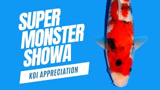 Dainichi Super Monster Showa Showcased | A Lesson in Koi Appreciation