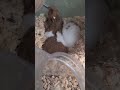 朝のハムスター the cute hamster has woken up