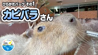 カピバラさん【ひらかたパーク その１】