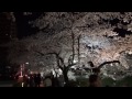 桜満開　富山市松川べり　cherry blossoms