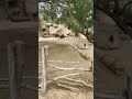 chacoan peccary at san diego zoo