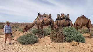 Walking conversation with camels in training