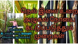 நெல்லில் இலை உறை அழுகல் நோய் வராமல் தடுக்கும் வழிமுறைகள்