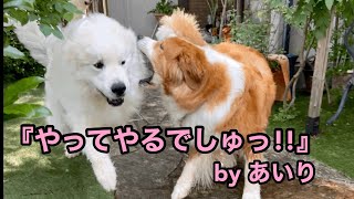 グレートピレニーズ 悠大愛梨 《お友達と ちびプール》 ピレバニ greatpyrenees