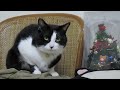 クリスマスツリーに魅了される猫（hello kitty christmas tree a tuxedo cat and small christmas tree and illuminations