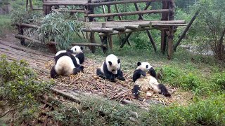 Giant panda triplets are cute and cool