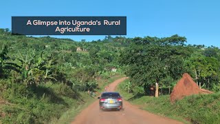 Beneath the Surface: The Rich Soil of Uganda and Its Farmers