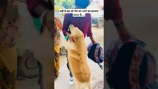 यही है वह जो मेरा घर आने का इंतजार करता है 🐕😍#dog#funny #doglover #goldenretriever #cute #shorts