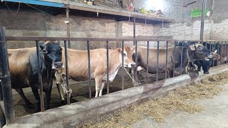 Jersey cow and Bull For Sale, ਜਰਸੀ ਗਾਂ ਅਤੇ ਵੱਛਾ ਵਿਕਾਊ