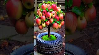 Easy and fast Method for Planting to Harvest more Apples #farming #satisfying #shorts