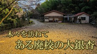 木々を訪ねて⑪　ある廃校の大銀杏