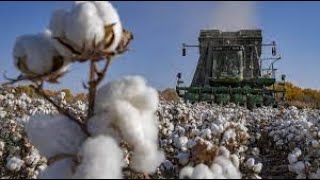 H&M事件（3）抵制新疆棉花就是在跟中国市场作对！就是在跟中国消费者作对！谁抵制的越坚决，谁就越早从中国滚蛋！