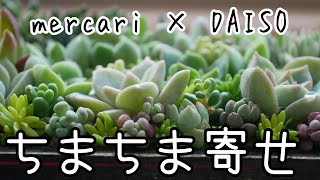 【ちまちま寄せ】メルカリで狩っ多肉でDAISOの木製ボックスに。多肉の寄せ植えをお手軽に。