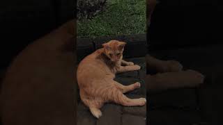 Aktivitas kucing di malam hari #shortvideo #shorts #short #kucing #cat