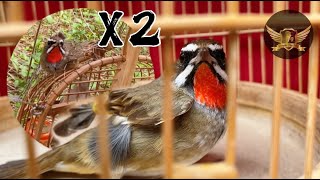 Bẫy OANH CỔ ĐỎ Lần Đầu Quá Nhiều Chim Hay Và Đẹp - Red Throated Robin Bird Trap | KTB