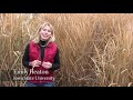 growing miscanthus a crop with potential part 1