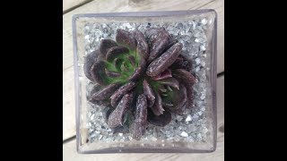 How to Pot a Succulent - Echeveria 'Black Prince'