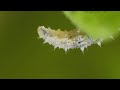 ヒラタアブの幼虫の食事風景