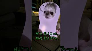 강아지 귀신! 할로윈데이 Dog ghost! Halloween Day