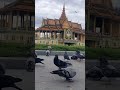 pigeons at the royal palace phnom penh cambodia. មុខវាំង royalpalace trending trendingshorts