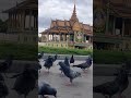 pigeons at the royal palace phnom penh cambodia. មុខវាំង royalpalace trending trendingshorts