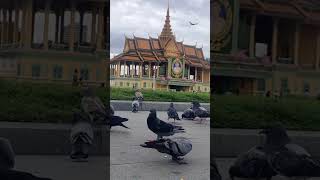 Pigeons at the Royal Palace Phnom Penh Cambodia. #មុខវាំង #Royalpalace #trending #trendingshorts