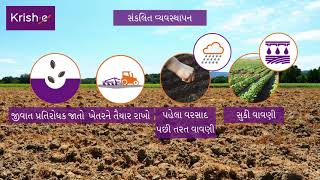 કપાસના પાકમાં સફેદમાખી નું વ્યવસ્થાપન | White Fly Management in Cotton