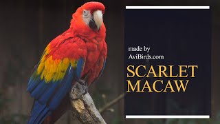 Scarlet Macaw [Ara Macao]