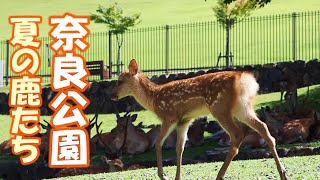 奈良公園 夏の鹿たち