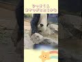 おやつが取れそうで取れない シャオくん🐼🍎2024 8 4🍒 shorts 双子パンダ 上野動物園