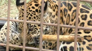 仔ジャガーの琥珀君木の棒をくわえて大はしゃぎ！！とべ動物園にて