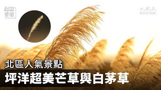 北區人氣景點 坪洋超美芒草與白茅草2021 | 記載香港點滴