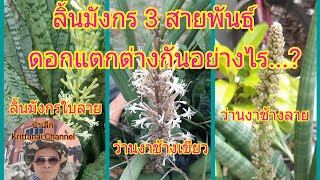 ชมไม้มงคลกับน้าเล็ก#: ลิ้นมังกร 3 สายพันธุ์ ดอกแตกต่างกันอย่างไร...?