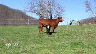 Lot 28 Virginia Simmental Sim Sensation